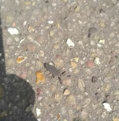 Thread 12 - TalkLair: “I say we take off and nuke the entire site from orbit. It's the only way to be sure.”