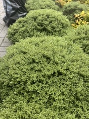 Help identifying shrub