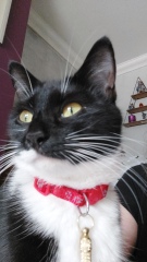 I've inherited a kitten and I need some help