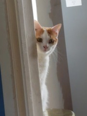 Machiavellian Misbehaviour- the Excellent Cats Deny Everything