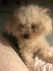 Please - if you can- and its not too hard for you - may I talk about my beloved dogs passing .