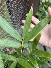 Which bamboo is this?