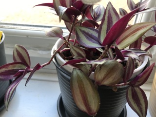 House plant identification