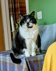 Yesterday my cat ate an entire rat.