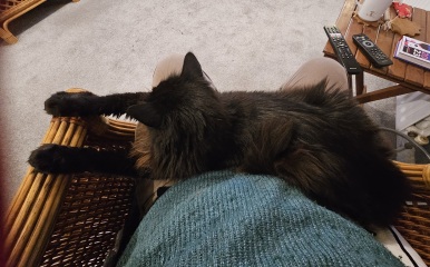 Machiavellian Misbehaviour- the Excellent Cats Deny Everything
