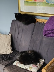 Machiavellian Misbehaviour- the Excellent Cats Deny Everything