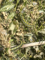 Help me save my bush