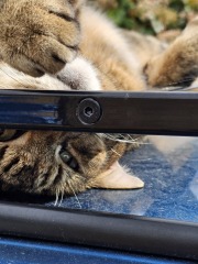 Thug cat part 5 - For he will not do destruction, if he is well-fed, neither will he spit without provocation.