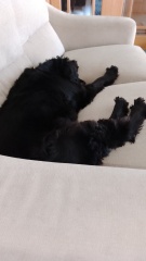 Think we’ve reached the point of rehoming DDog and so sad about it