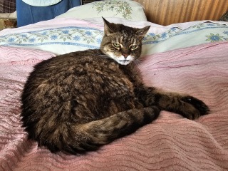 Machiavellian Misbehaviour- the Excellent Cats Deny Everything