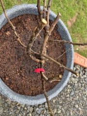 Can I save these roses?