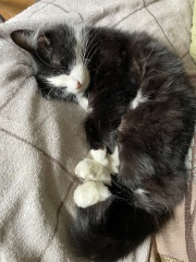 Sheba - spot the difference!