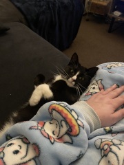 Helping very nervous rescue cat settle in