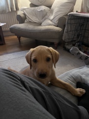 HELP - 9 week lab will only poo inside!!