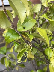 Camellia - black spots