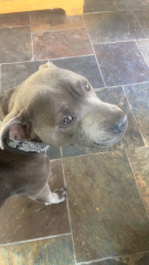 Identify dog breed from pic