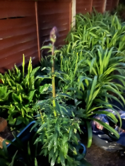 Plant or weed?!
