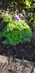 What have you done in the garden today Part 4 Spring 2024.