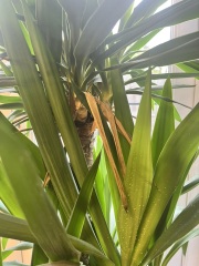 Poorly yucca