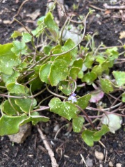 Please help identify these plants please