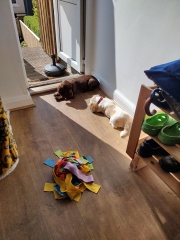 Puppy Survival Thread for New and Old Pups - Spring is around the corner!