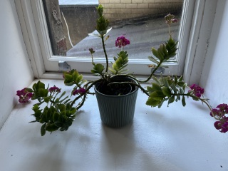 Plant ID