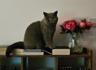 Machiavellian Misbehaviour- the Excellent Cats Deny Everything