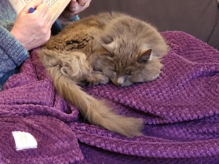 Buying a Ragdoll kitten - any advice?