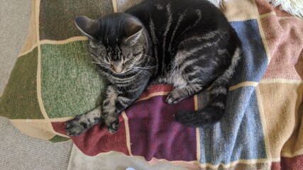 What's my cat doing? Picture included!
