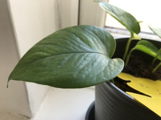 House plant identification