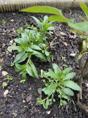 Are these weeds?