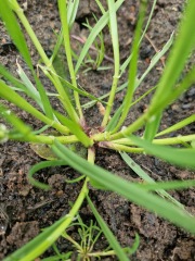 What is this weed?