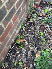 Is this a bindweed seedling?