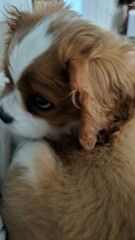 Puppy Survival Thread for New and Old Pups - Spring is around the corner!