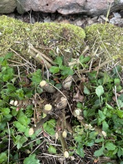 Help! Removing tree shoots from flowerbed