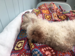 Please - if you can- and its not too hard for you - may I talk about my beloved dogs passing .