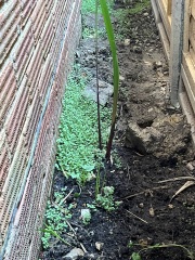 Are these bamboo shoots coming up?