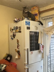 Machiavellian Misbehaviour- the Excellent Cats Deny Everything
