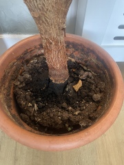 Caring for rubber plants