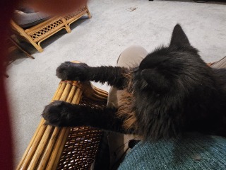 Machiavellian Misbehaviour- the Excellent Cats Deny Everything