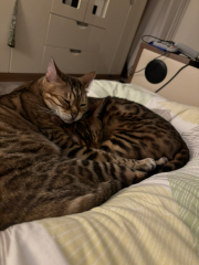 God forbid we disturb her slumber - photo