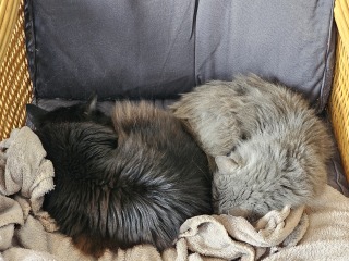 Machiavellian Misbehaviour- the Excellent Cats Deny Everything