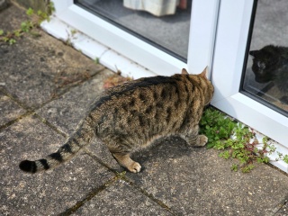 Thug cat part 5 - For he will not do destruction, if he is well-fed, neither will he spit without provocation.