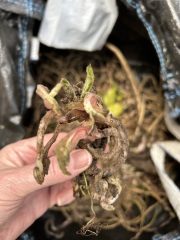 What have you done in the garden today Part 4 Spring 2024.