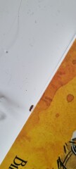 Is this a bed bug?