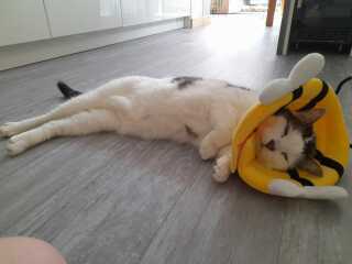 My cat's a fighter not a lover