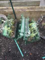 To think these plants are not healthy??