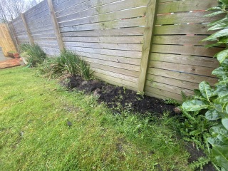 New garden inspo/advice *pics included*