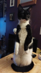 I've inherited a kitten and I need some help