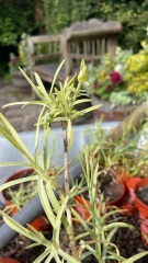Plant iD please